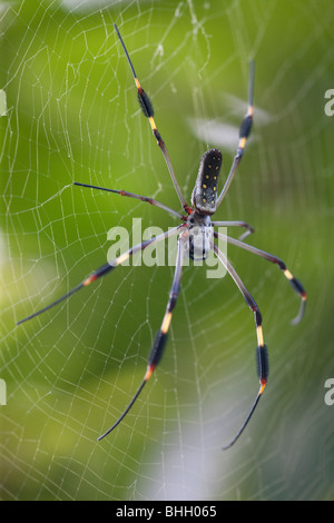 Nephila Clavipes Spider, Costa Rica Stockfoto