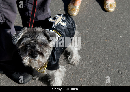 Hund im Heiligen Kostüm in New Orleans, Louisiana, Heiligen Super Bowl XLIV Wochenende Stockfoto