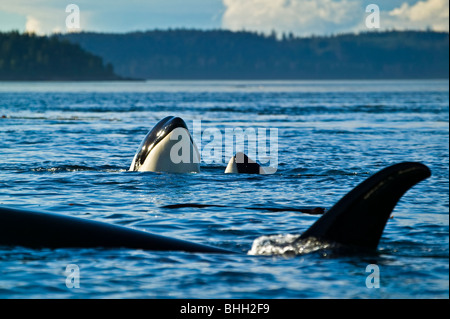 3 Orca-Wale (Killerwale, Orcinus Orca), zwei von ihnen falsch, in der Nähe von Vancouver Island, British Columbia, Kanada. Stockfoto