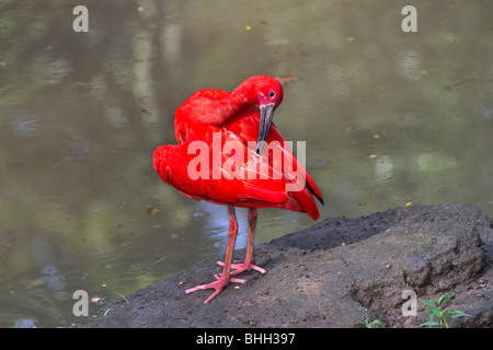 Scarlet Ibis (Eudocimus Ruber) putzen Stockfoto