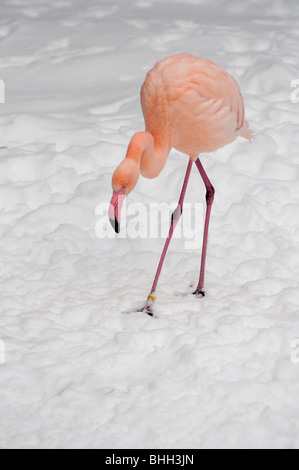 Rosa Flamingo im Schnee. Stockfoto