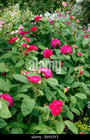 Rosa 'De Gilân' AGM Syn Rosa "De Rescht" Stockfoto