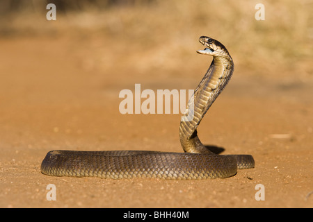 Eine snouted Kobra (Naja Annulifera) standen mit Kapuze in einer Warnung-Haltung Stockfoto