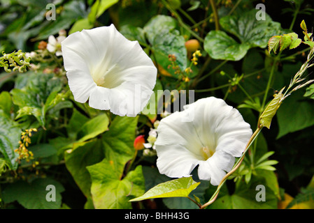 Calystegia Silvatica - große Ackerwinde Stockfoto