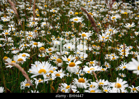 Wildblumenwiese mit Leucanthemum Vulgare - Ox Auge daisy Stockfoto