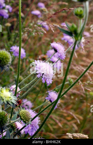 Knautia Arvensis - Feld Witwenblume wächst auf sonnigen Süden zugewandten Ufer Stockfoto