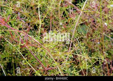 Galium Aparine - Klettenlabkraut oder Hackmesser Stockfoto