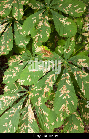 Rosskastanien-Miniermotte Infektion der Blätter im Vereinigten Königreich im Jahr 2009 Stockfoto