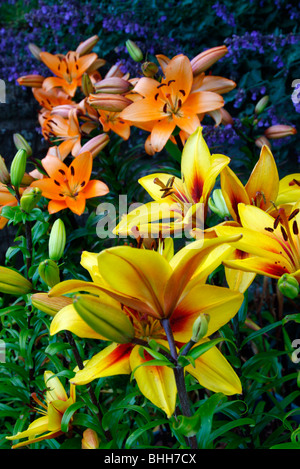 Lilium 'Grand Cru' AGM mit Lilium 'Sun Ray' hinter Stockfoto