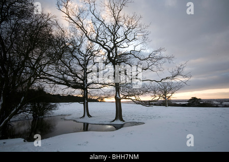 Bäume, Teich im Feld mit der Sonne Einstellung Dargate Kent England uk Stockfoto