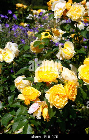 Rosa 'Graham Thomas' AGM David Austin neue englische Rose Stockfoto