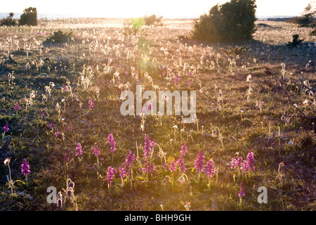 Blumenwiese im Gegenlicht, Gotland, Schweden. Stockfoto