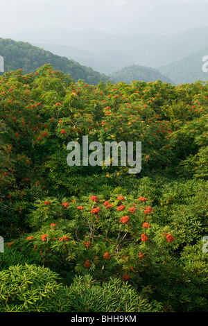 Berge und American-Eberesche, schroffen Gärten, North Carolina, USA. Stockfoto