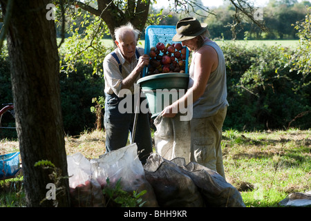 Apfelwein-Hersteller Frank Naish, im Alter von 85 Somerset Mostäpfel mit Paul Chant zu sammeln. Glastonbury, Somerset, England. Stockfoto