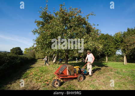 Erntezeit in Apfelwein Apfelgarten von Frank Naish. Glastonbury, Somerset, England. Stockfoto