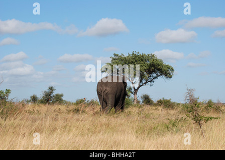 Ein Elefant zu Fuß von der Kamera Weg zurück in den Busch Stockfoto