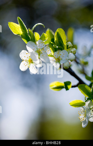 Apfelblüten im Abendlicht, Schweden. Stockfoto