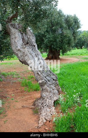 Uralten knorrigen Olivenbaum in Apulien, Italien Stockfoto