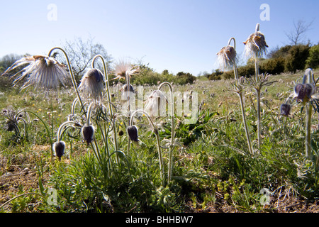 Küchenschellen, Gotland, Schweden. Stockfoto