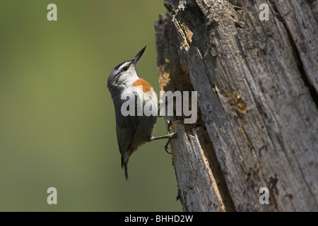 Krüper Kleiber Sitta Krueperi Erwachsenen thront am Toten Baum Stump Nistplatz im Achladeri Wald, Lesbos, Griechenland im April. Stockfoto