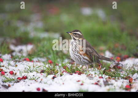 Rotdrossel Turdus Iliacus Erwachsenen Futter für Beeren im Schnee am Oldmixon Industrial Estate, Oldenburg, UK im Januar. Stockfoto