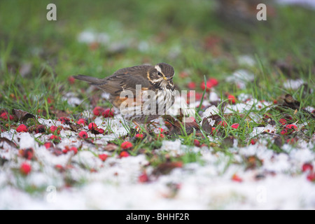 Rotdrossel Turdus Iliacus Erwachsenen Futter für Beeren im Schnee am Oldmixon Industrial Estate, Oldenburg, UK im Januar. Stockfoto