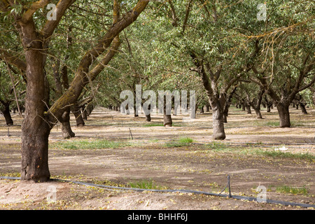 Mandel-Plantage in Kalifornien, USA Stockfoto