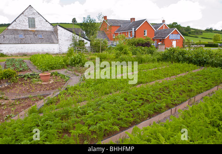 Die aus kontrolliert biologischem Gemüsegarten in The Felin Fach Griffin Restaurant in der Nähe von Brecon, Powys, Wales, UK Stockfoto