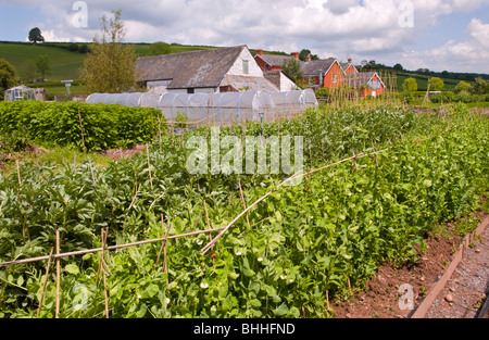 Die aus kontrolliert biologischem Gemüsegarten in The Felin Fach Griffin Restaurant in der Nähe von Brecon, Powys, Wales, UK Stockfoto