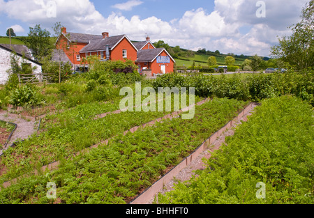 Die aus kontrolliert biologischem Gemüsegarten in The Felin Fach Griffin Restaurant in der Nähe von Brecon, Powys, Wales, UK Stockfoto