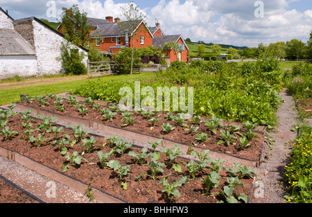 Die aus kontrolliert biologischem Gemüsegarten in The Felin Fach Griffin Restaurant in der Nähe von Brecon, Powys, Wales, UK Stockfoto