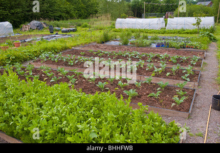 Die aus kontrolliert biologischem Gemüsegarten in The Felin Fach Griffin Restaurant in der Nähe von Brecon, Powys, Wales, UK Stockfoto