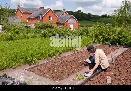 Die aus kontrolliert biologischem Gemüsegarten in The Felin Fach Griffin Restaurant in der Nähe von Brecon, Powys, Wales, UK Stockfoto