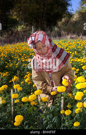 Porträt einer asiatischen Frau, die Chrysantheme, Mütter oder chrysanthblüten, gelbe Blumen, Blütenblätter und Pflanzen pflückt, die in Chiang Mai, Nordthailand, Asien, wachsen Stockfoto