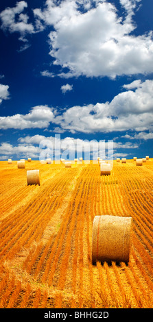 Agrarlandschaft von Heuballen auf einem goldenen Feld Stockfoto