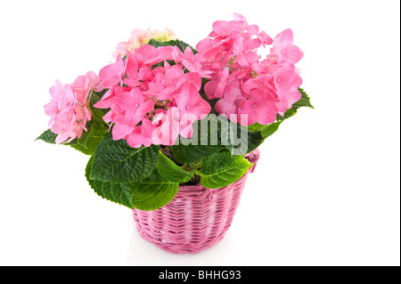 Rosa Hortensie in Korb isoliert auf weiß Stockfoto