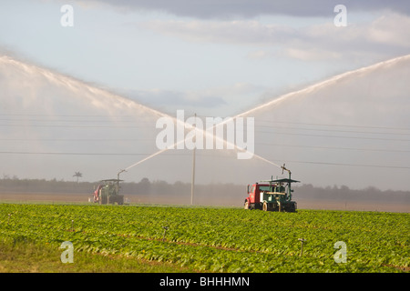 Sprinkler sprühen Wasser Bewässerung Bauernhof Felder in Homestead Florida Stockfoto