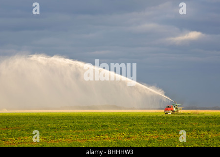 Sprinkler sprühen Wasser Bewässerung Bauernhof Felder in Homestead Florida Stockfoto