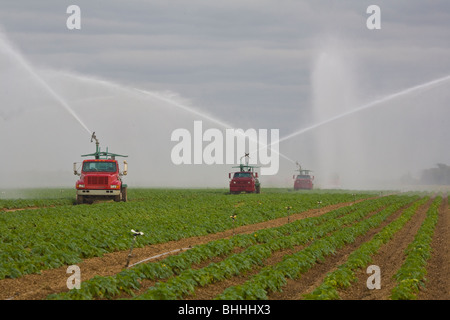 Sprinkler sprühen Wasser Bewässerung Bauernhof Felder in Homestead Florida Stockfoto