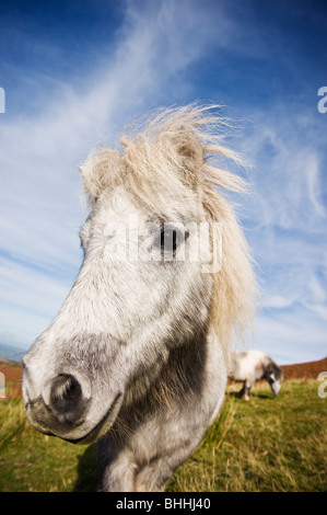 Welsh Mountain Pony, Brecon Beacons National Park, Wales Stockfoto