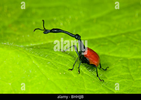 Giraffe Rüsselkäfer, Trachelophorus Giraffa, Andasibe, Madagaskar Stockfoto