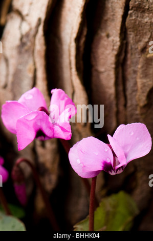 Nahaufnahme von rosa Cyclamen Coum Painswick Rokoko Garden in The Cotswolds Stockfoto