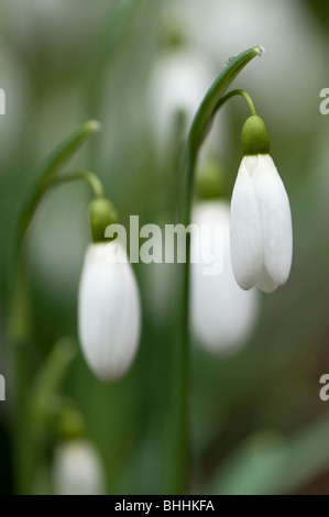 Nahaufnahme von Galanthus 'Magnet', Schneeglöckchen, Painswick Rokoko Garden in The Cotswolds Stockfoto