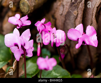 Nahaufnahme von rosa Cyclamen Coum Painswick Rokoko Garden in The Cotswolds Stockfoto