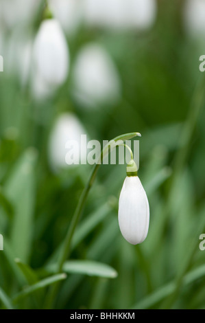 Nahaufnahme von Galanthus 'Magnet', Schneeglöckchen, Painswick Rokoko Garden in The Cotswolds Stockfoto