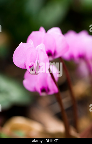 Nahaufnahme von rosa Cyclamen Coum Painswick Rokoko Garden in The Cotswolds Stockfoto