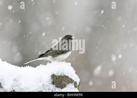 Dunkel-gemustertes Junco im Schnee Stockfoto