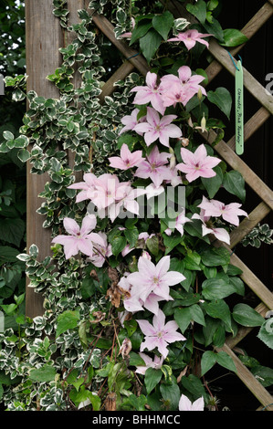 Clematis (Clematis Pink Fantasy) Stockfoto