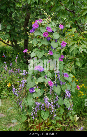 Gemeinsame morning glory (Ipomoea purpurea) Stockfoto