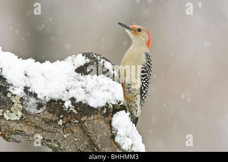 Weibliche Rotbauch-Specht im Schnee Stockfoto